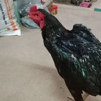 ไก่ชนผ่าเหล่า