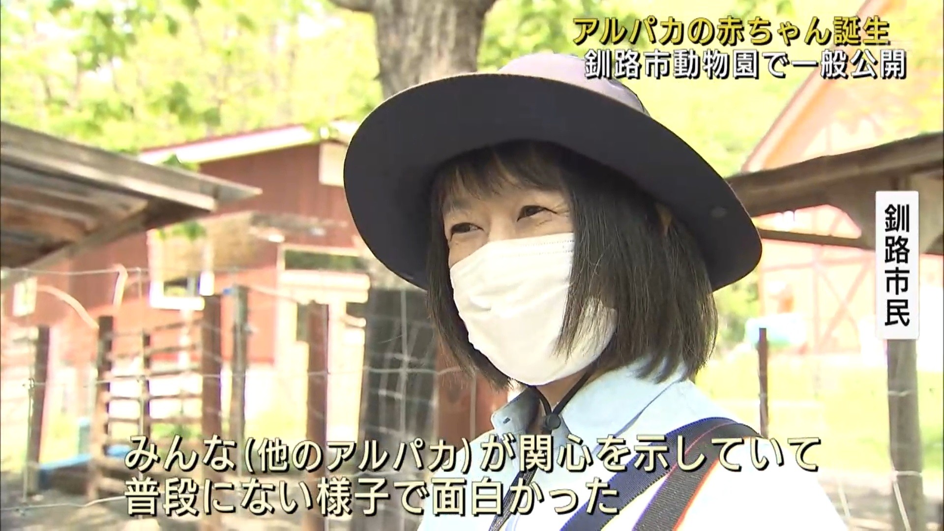 釧路市動物園 6年ぶりのアルパカ赤ちゃん公開