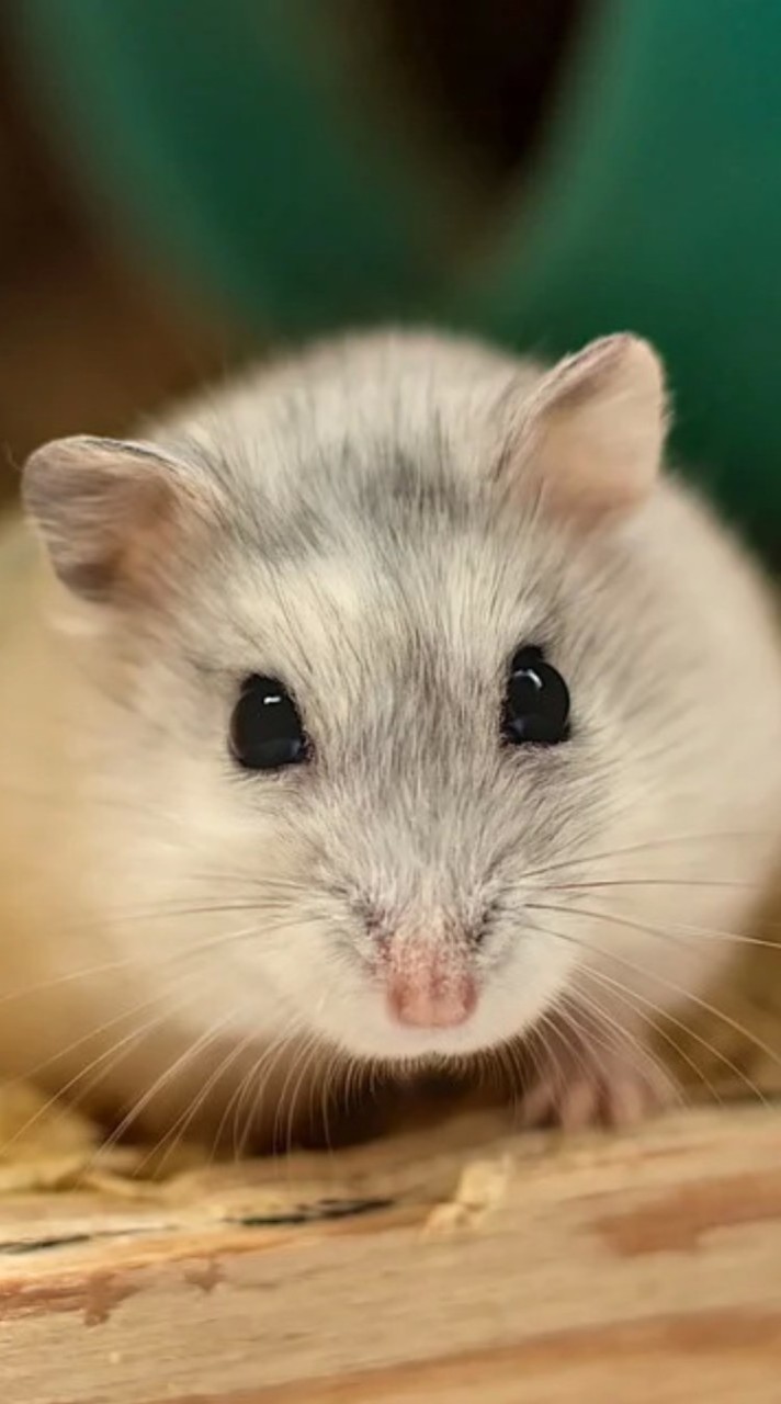 ความรู้ก่อนเลี้ยงวินเทอร์ไว🐭✨