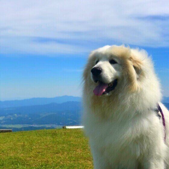 白くてモフモフの大型犬 サモエドとグレート ピレニーズ いぬのきもちnews