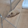 🐹ハムスター好き集まれ～🐹