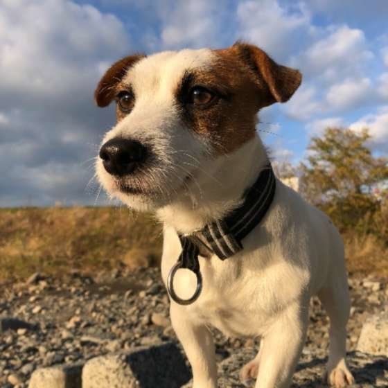 犬の膵炎が増えている 人の食べ物のおすそわけが要因 いぬのきもちnews