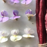 คนปลูกผักอินทรีย์ Organic Veggies