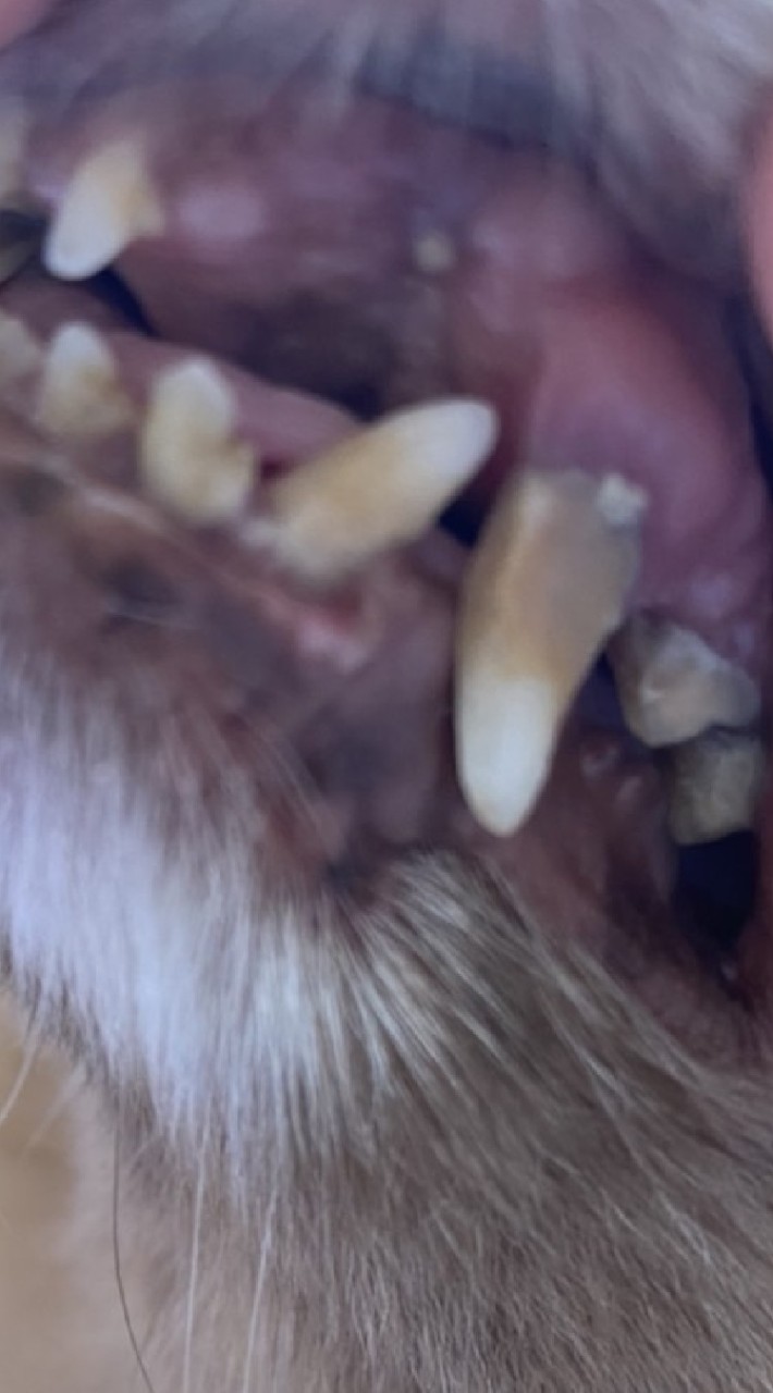 歯の悪いわんちゃんの歯が見たいです(相談もOKです♪)のオープンチャット