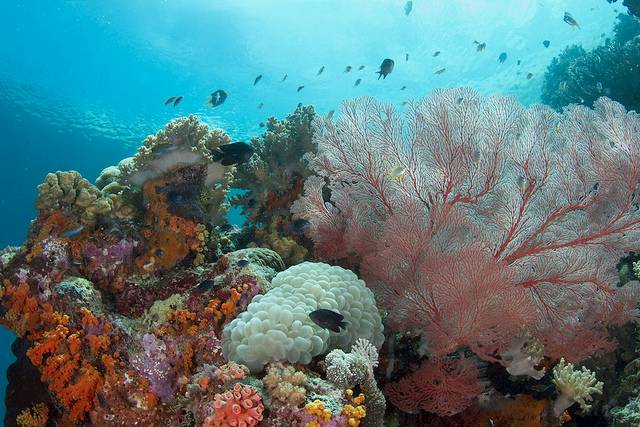 6 Laut Terbaik Untuk Diving Dan Snorkeling Di Indonesia