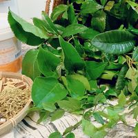 草民不糊塗～癒見漢方