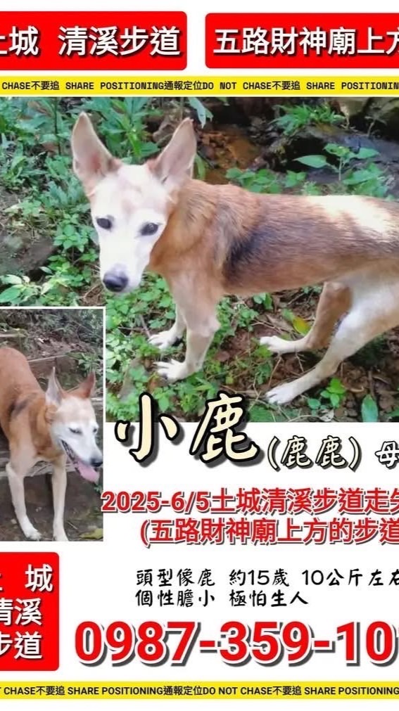 尋找新北土城黃色米克斯小鹿