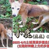 尋找新北土城黃色米克斯小鹿
