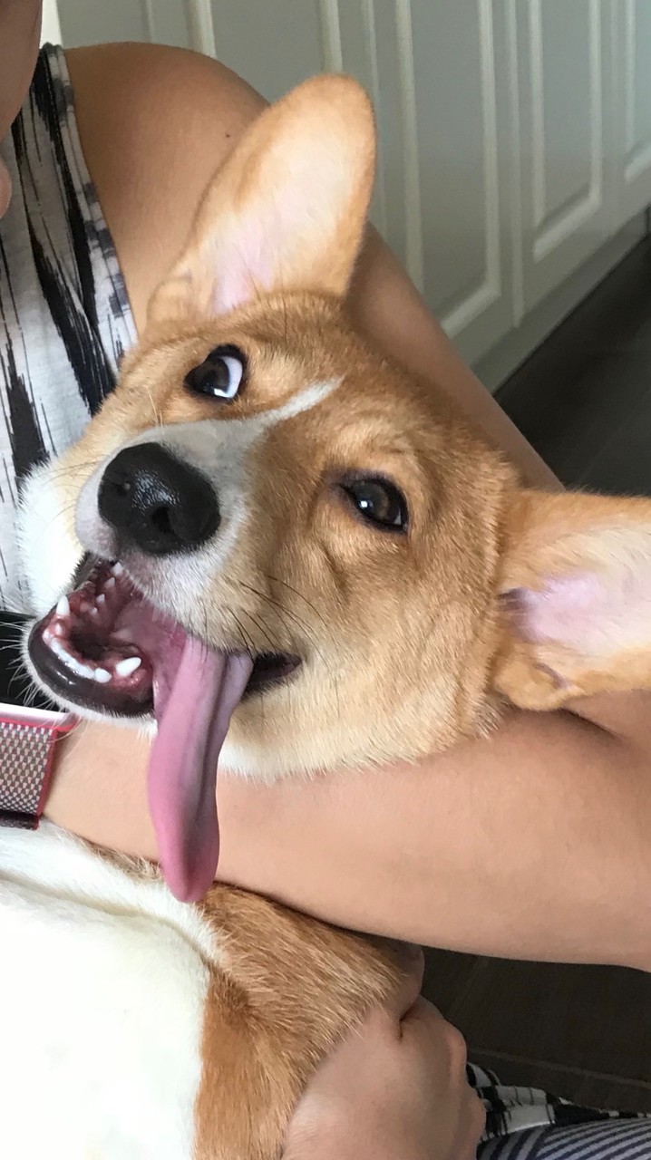 Pet events in Taiwan