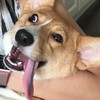 Pet events in Taiwan
