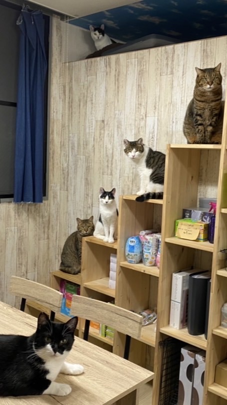 猫family🐈❣️〜動画〜