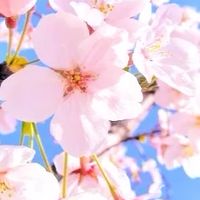CF統・企画室合同　春のフォトコンテスト