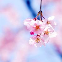 🌸なりきり.乃木坂.櫻坂.日向坂.🌸