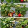 屏北區草莓訂購(高樹/里港)第3群