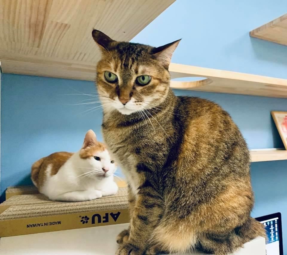 藍色的牆面讓招弟與浣腸顯得更網美了！這根本是網美牆阿~