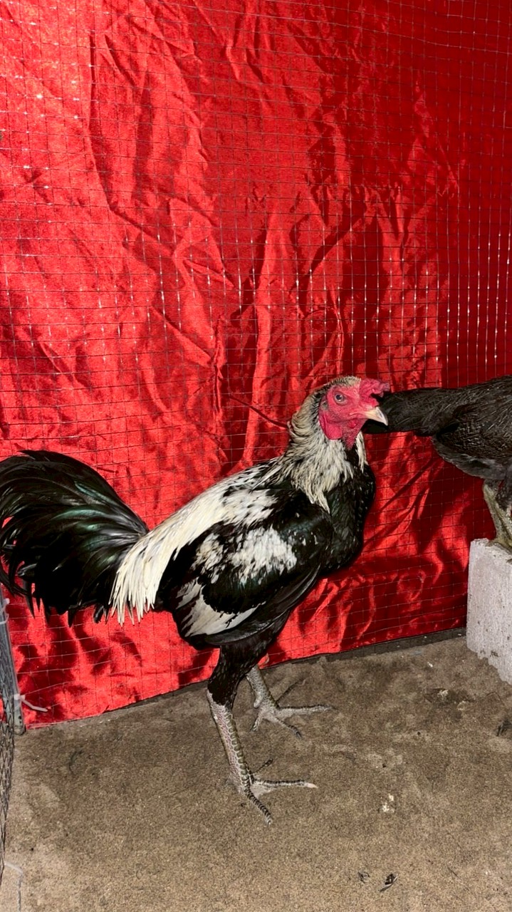 TN ฟาร์ม 32 ❤️🐣🦅🐲