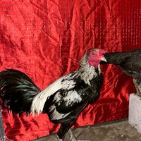 TN ฟาร์ม 32 ❤️🐣🦅🐲