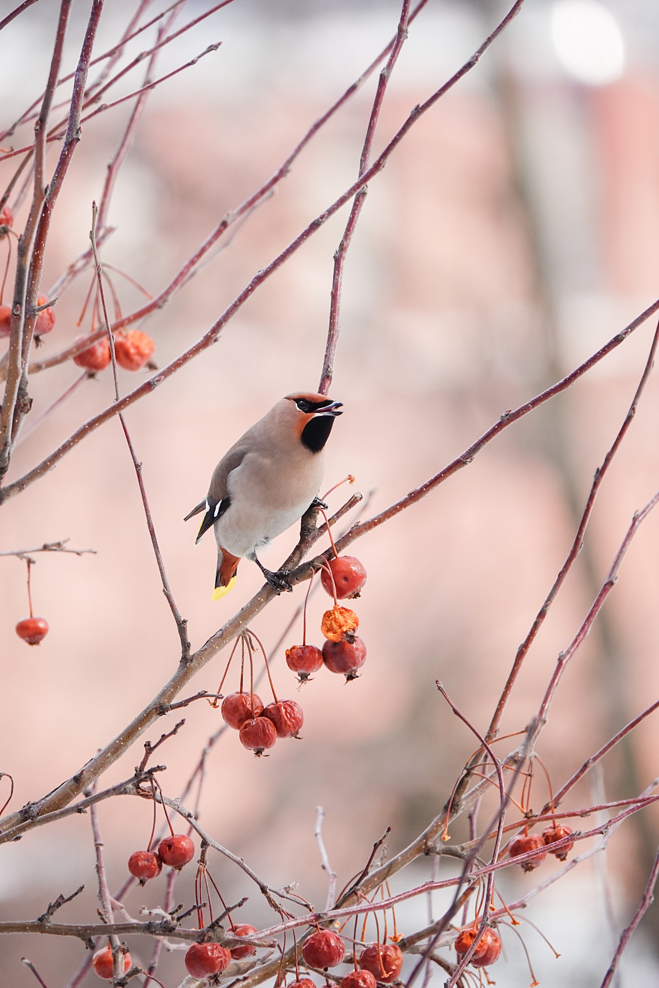 旅遊攝影師貝琪梨的極地遠征！Sony RX10 IV 極光 / 飛羽實戰拍攝分享