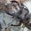 クワガタ採集部