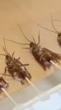 สุริยาทุนหีสวย