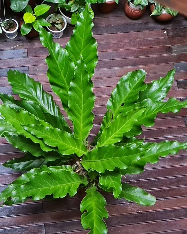10 Tanaman hias daun lebar cantik dan cocok untuk dekorasi