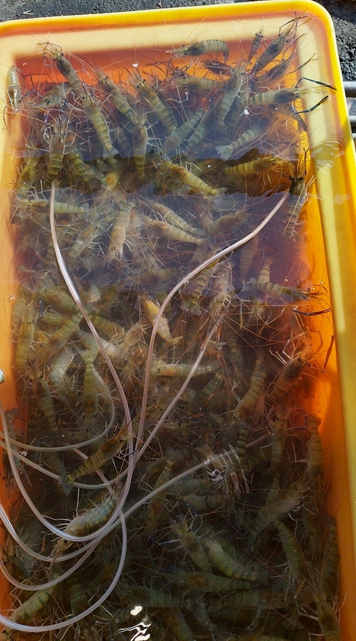 高雄，屏東，台南純紅頭母蝦批發，1台斤360