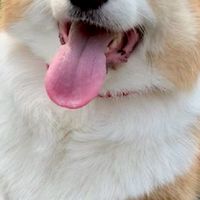 柯基家族