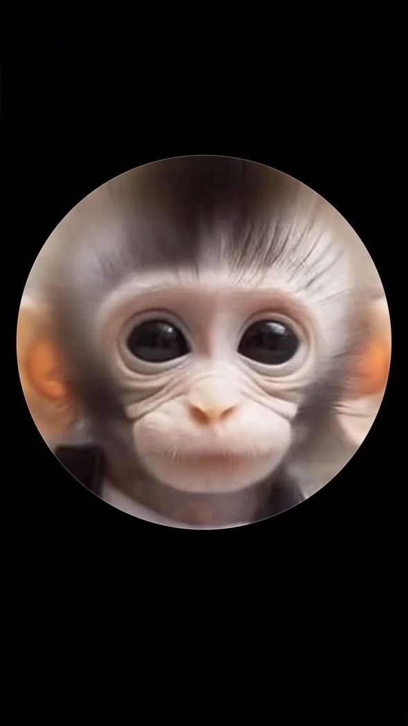 のんびり🐵🌈