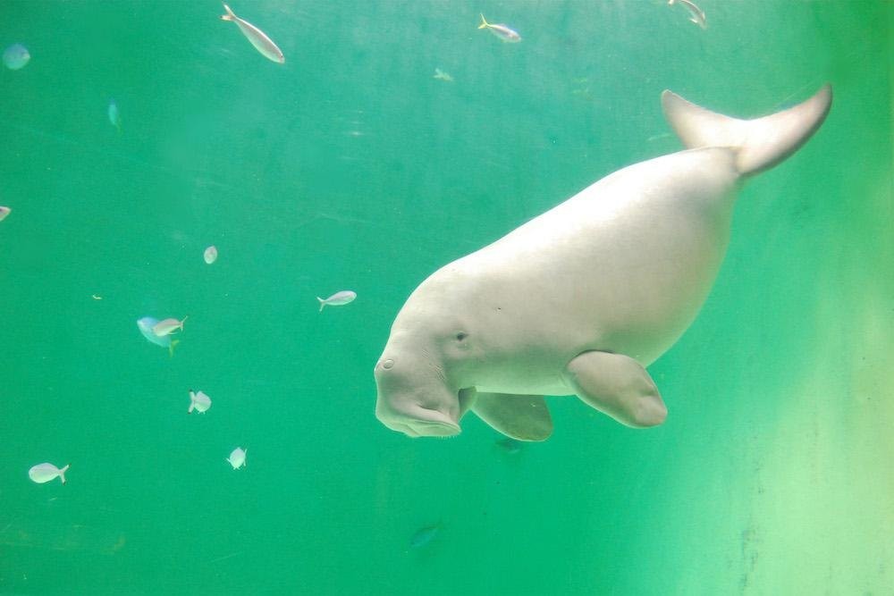 鳥羽水族館の楽しみ方完全ガイド 日本で唯一のジュゴンに会いに行こう