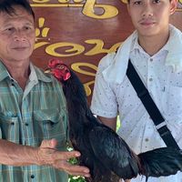 อิทธิพัทธ์ฟาร์ม สายเลือดส.มีสุวรรณ100%