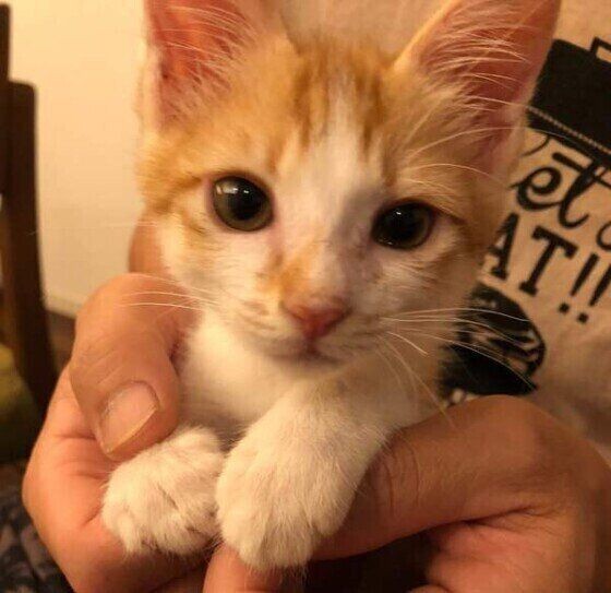 猫に 抱っこ好き になってもらいたい ３つのポイント