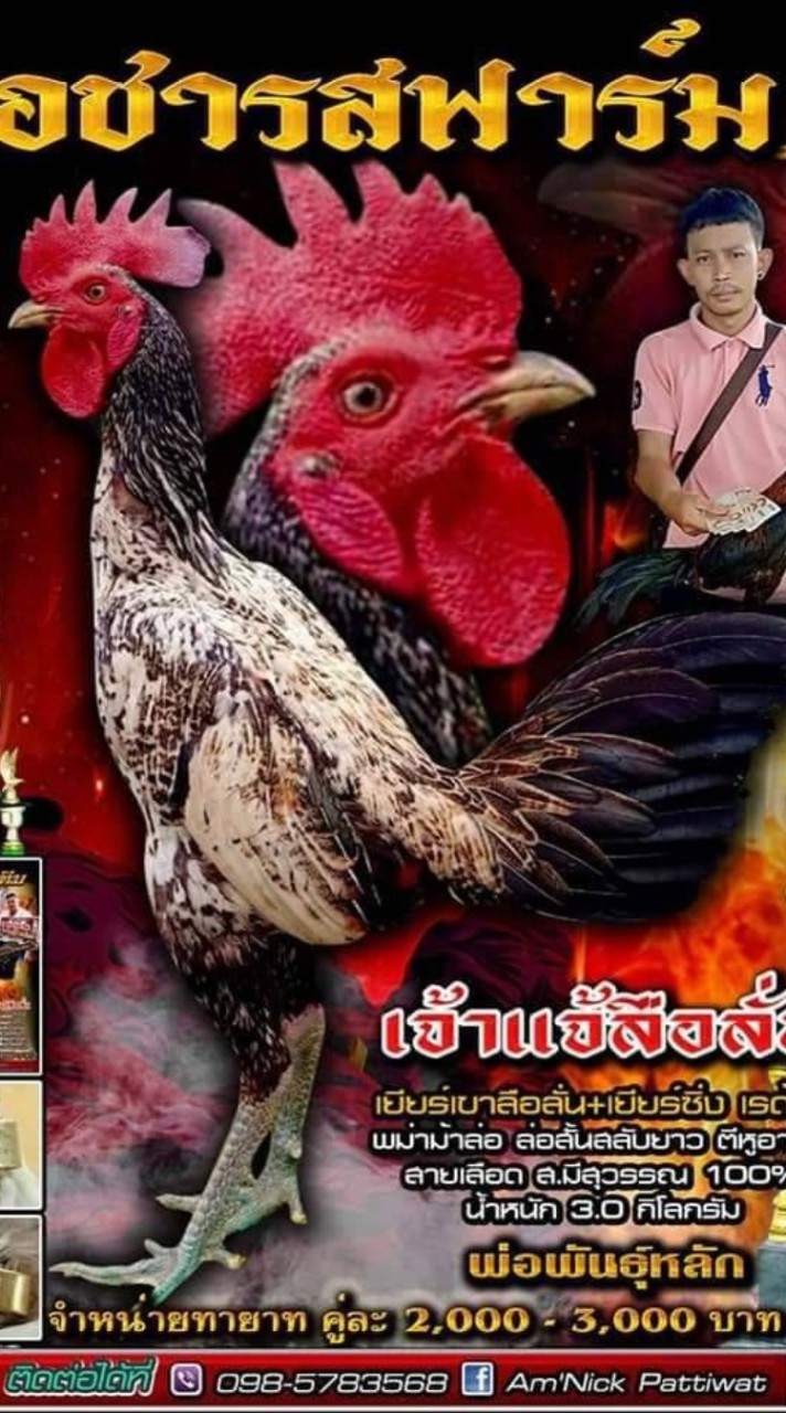 🐓ซุ้ม โอชารส ไก่ชนเงินล้าน🐓  ป.วุฒิ ฟาร์ม +มีสุวรรณ และอื่น ฯฯ