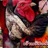 🐓ซุ้ม โอชารส ไก่ชนเงินล้าน🐓  ป.วุฒิ ฟาร์ม +มีสุวรรณ และอื่น ฯฯ