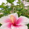 アロマからだメンテナンス