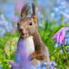 可愛い生き物の写真館　犬　猫　うさぎ　ペット　昆虫　爬虫類なんでも愛でよう