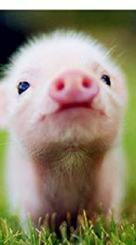 แม่ๆ ปีหมู