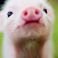 แม่ๆ ปีหมู