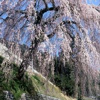 【四美のしんせき便】　仮