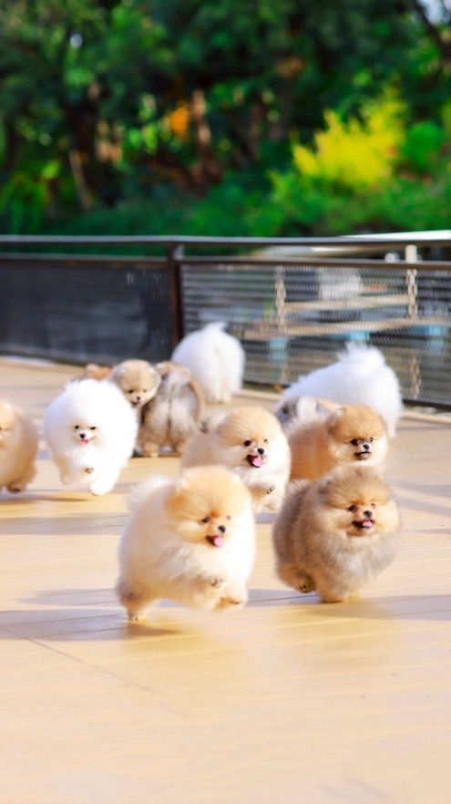 บ้านฮีโร่ปอมนครปฐม