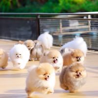 บ้านฮีโร่ปอมนครปฐม