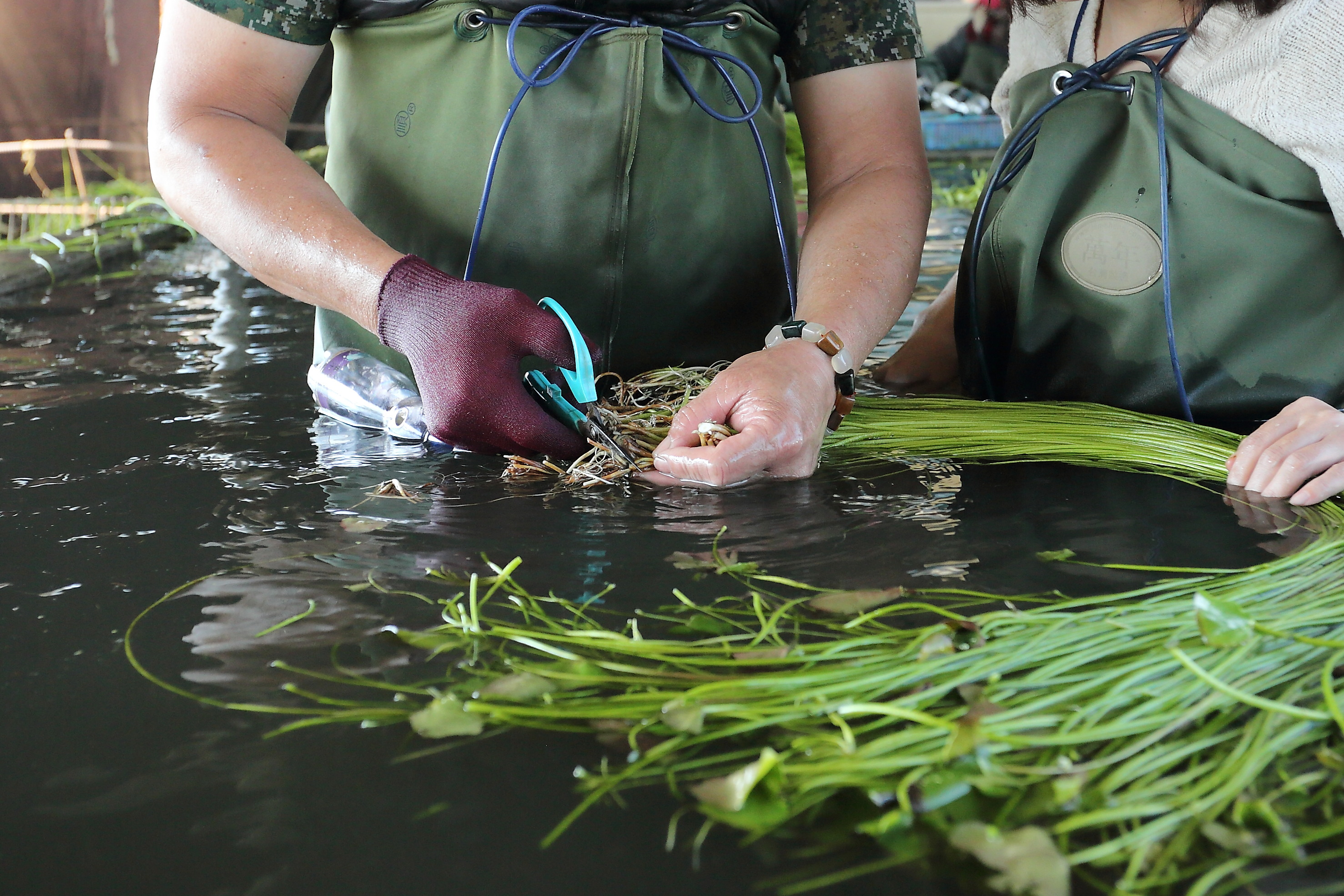 看似簡單的洗野蓮，如：剪除根部、挑掉枯枝…等步驟也有眉角。(攝影/Carter)