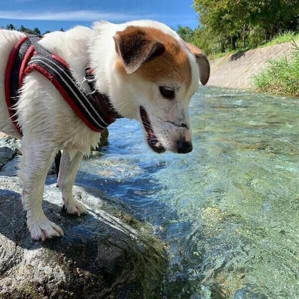 冬に食べたい 温かい食べ物 飲み物 犬に与えてもok