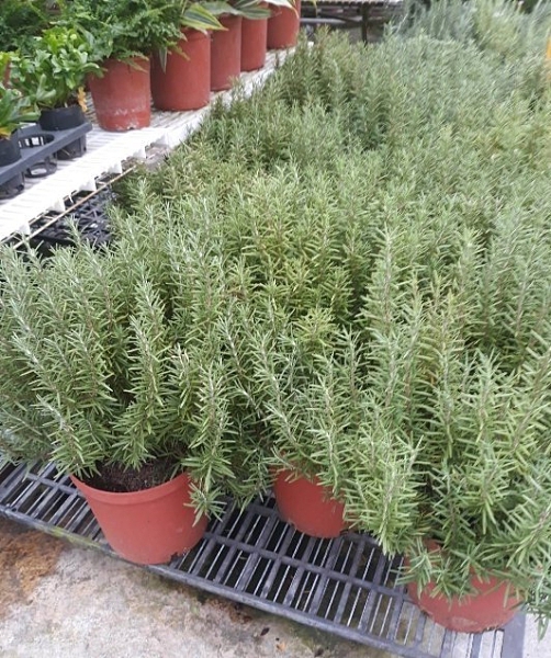 花花世界_香草植物--迷迭香--(神聖之草)/5吋/高20-30公分/TC