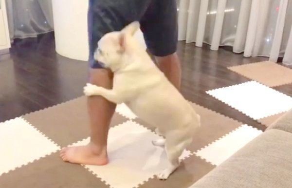 専属トレーナー 筋トレするパパをサポートする犬の姿とは