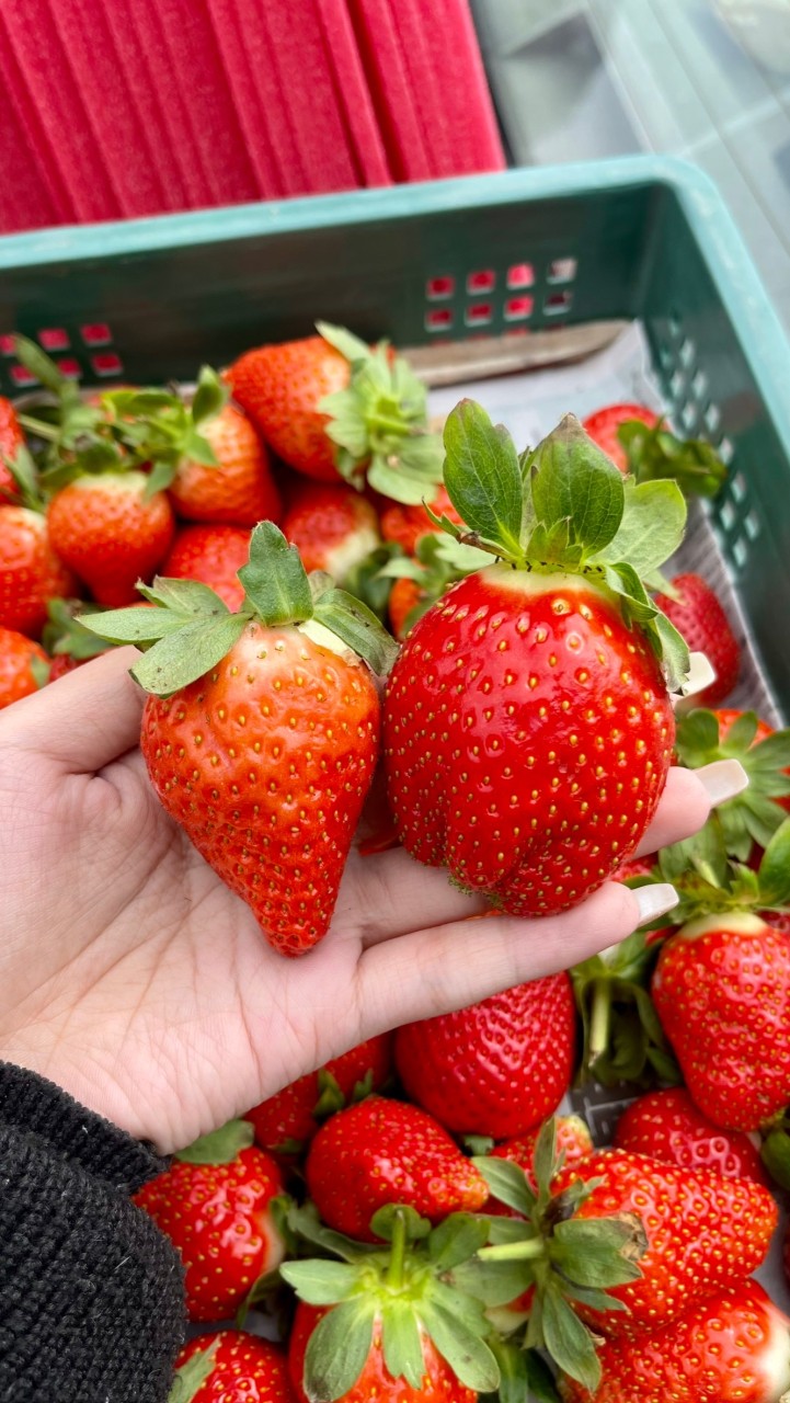🍓淡水北投-水果團購專區🍓