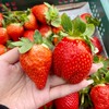 🍓淡水北投-水果團購專區🍓