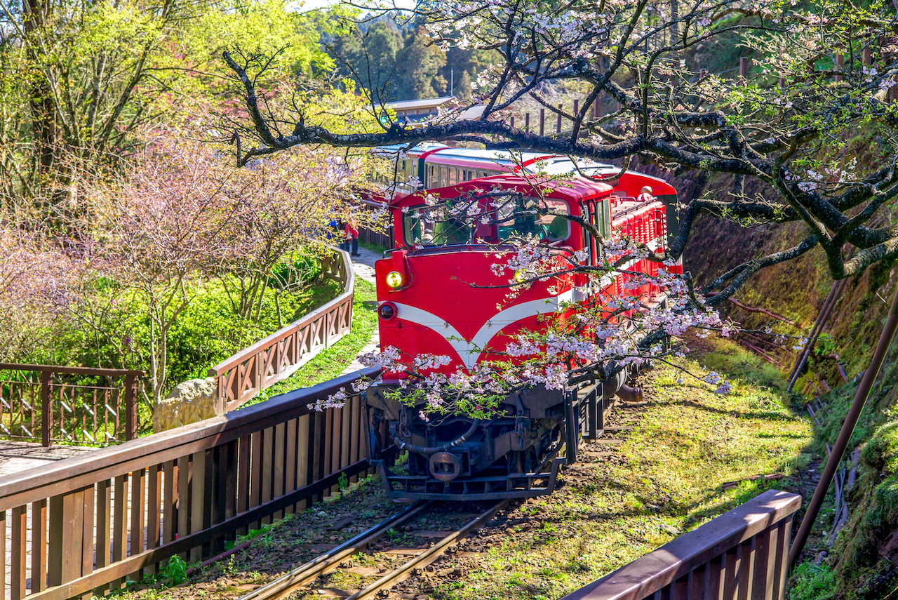 圖說：阿里山小火車與櫻花盛開的美景(圖片來源/shutterstock.com)