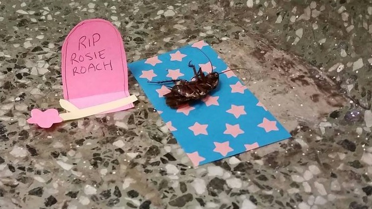 史上最ㄎㄧㄤ的《小強喪禮》，辦到後面的規模越來越誇張啦！