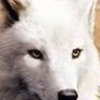 《狼族崛起》玩家討論區
