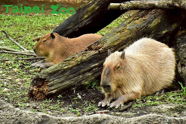 可愛動物特輯 超萌動物出沒囉 全台精選8大可愛動物特區 快來近距離接觸 與動物們喝下午茶 旅遊滔客 Line Today